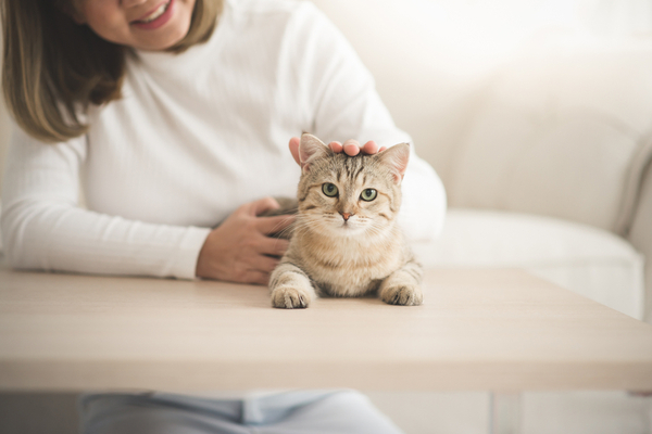 猫との縁 出会いの意味をスピリチュアルでひもとく